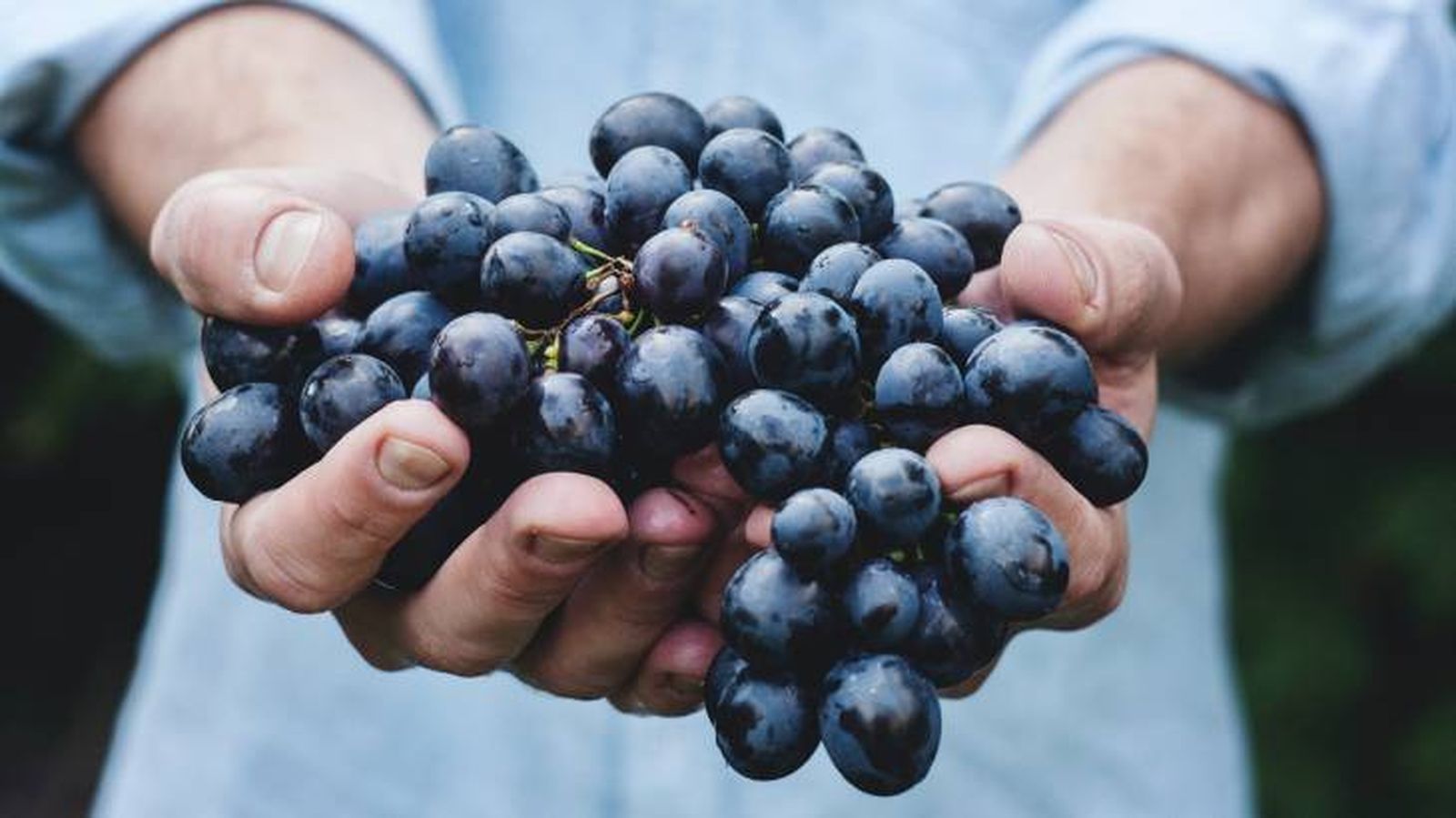 los gatos pueden comer uvas 7 los gatos pueden comer uvas 7