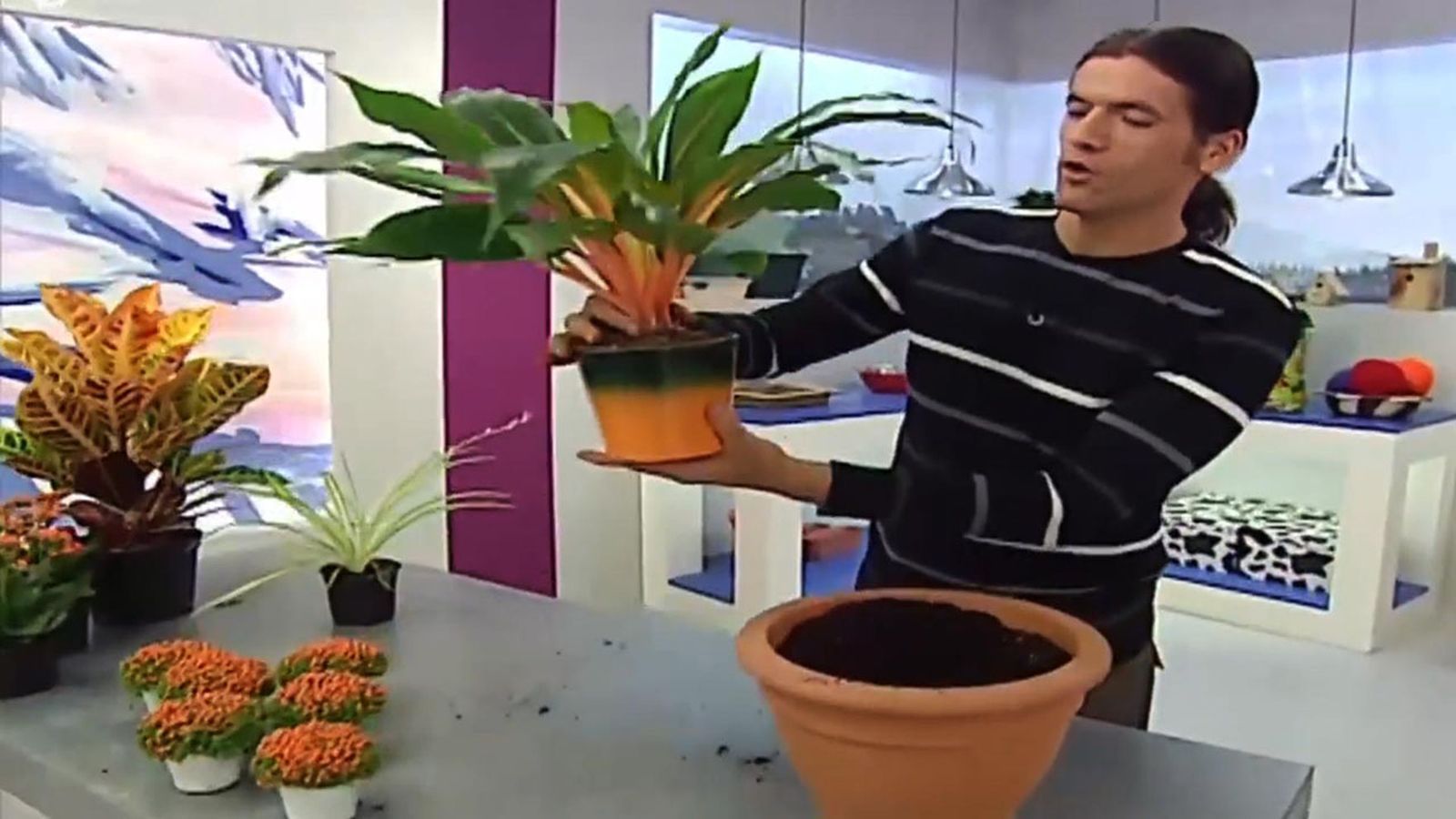 deco jardin 112 Chlorophytum Green Orange deco jardin 112 Chlorophytum Green Orange