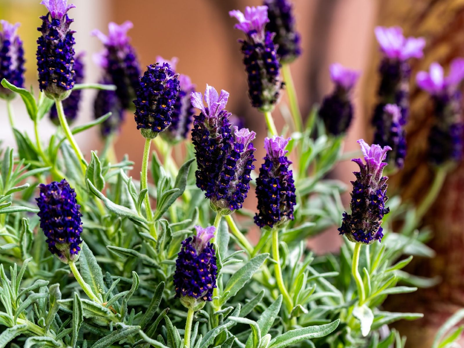 Las flores moradas de la lavanda y aportan un aroma característico Las flores moradas de la lavanda y aportan un aroma característico
