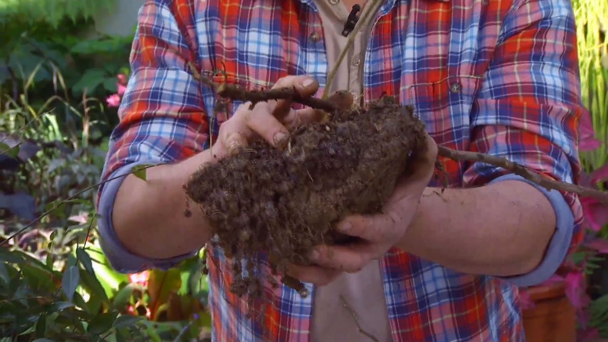 decogarden 0647 acodo tecnica reproduccion acodo magnolia soulangeana susan cepellon