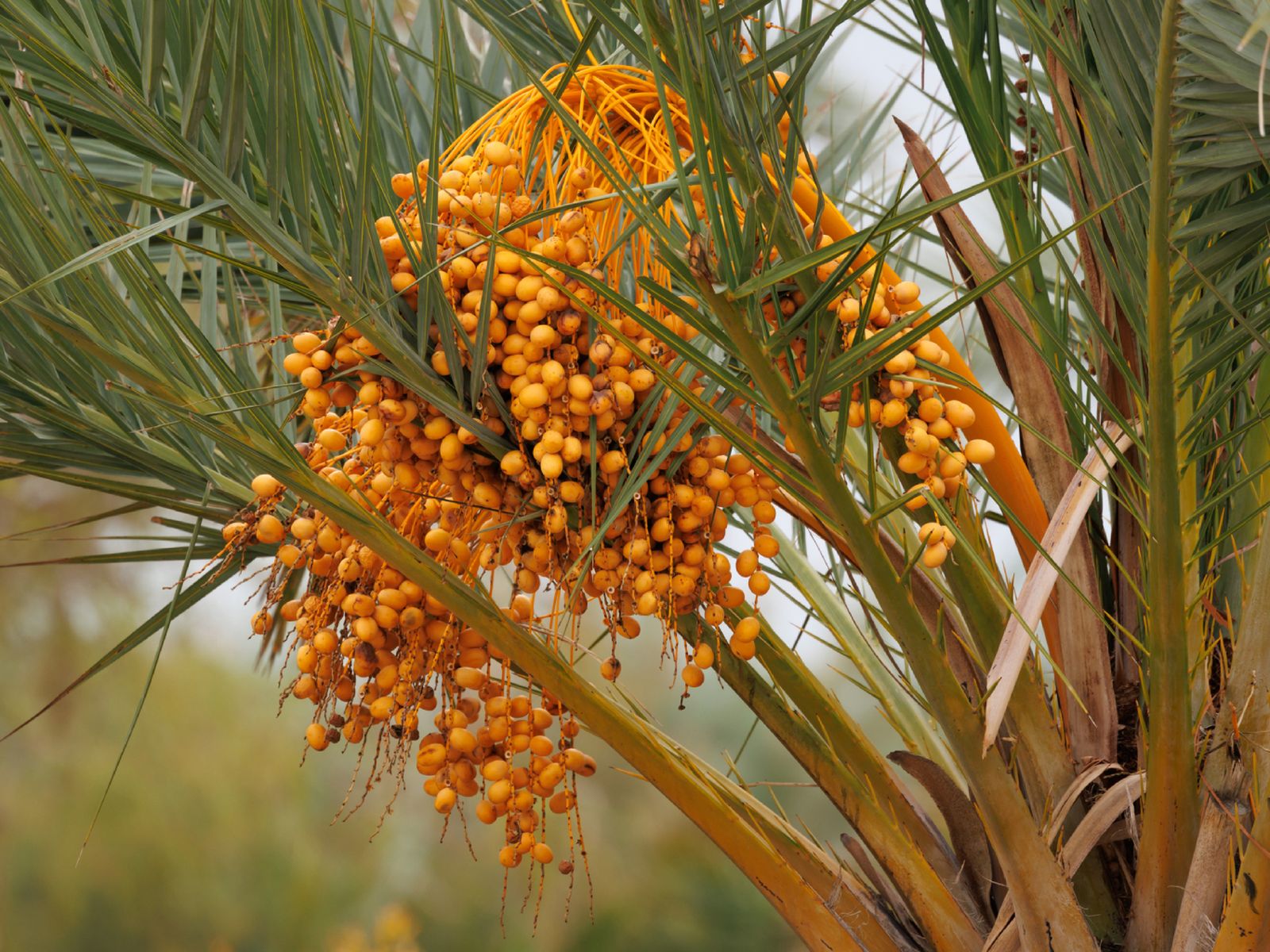 Racimo de dátiles en una palmera del Palmeral de Elche, el único de producción activa en Europa. Racimo de dátiles en una palmera del Palmeral de Elche, el único de producción activa en Europa.