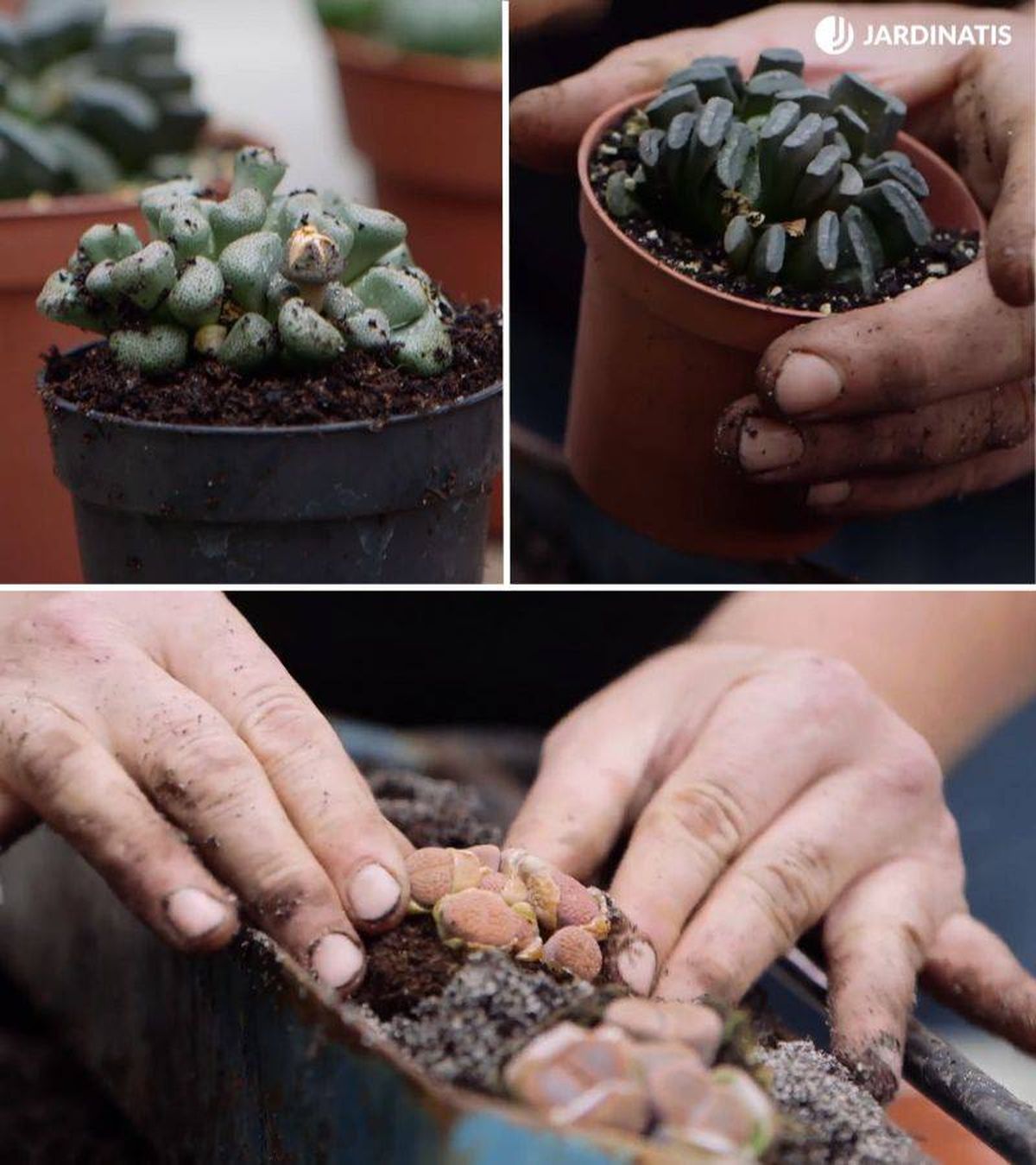 Diferentes tipos de lithops