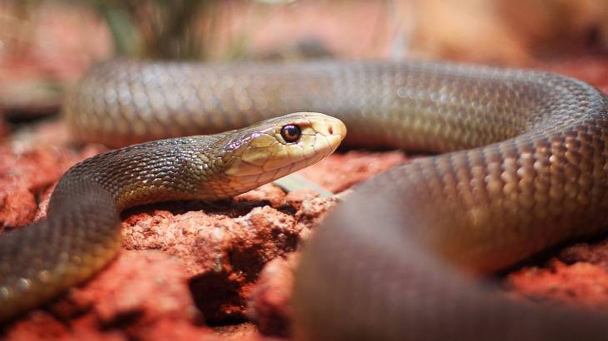 mamba negra caracteristicas