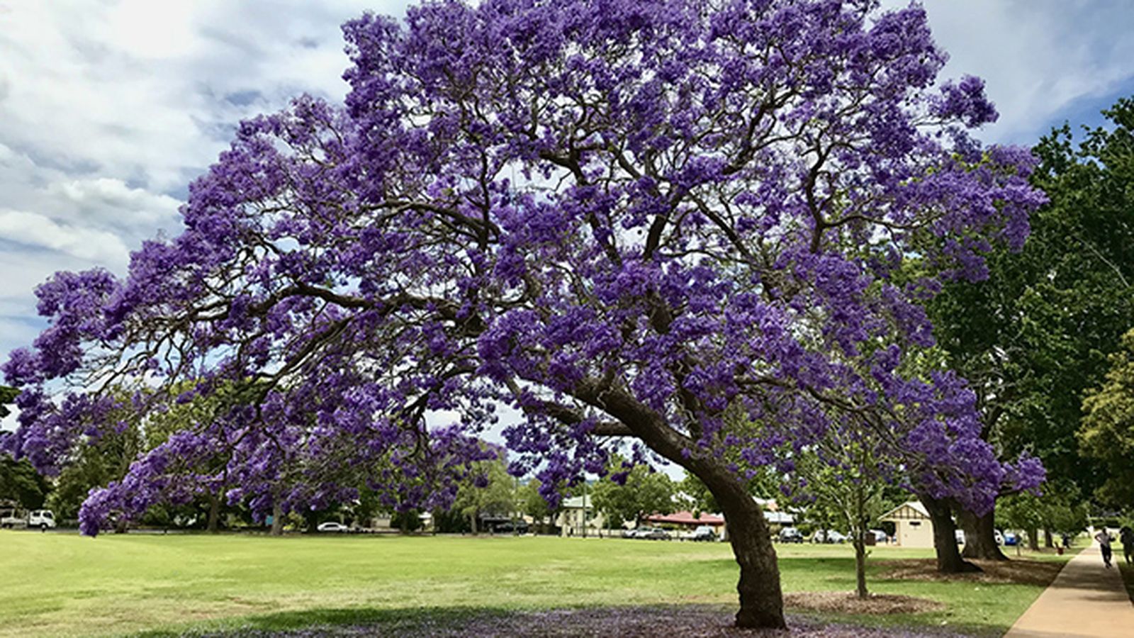 sistema radicular no invasivo jacaranda sistema radicular no invasivo jacaranda