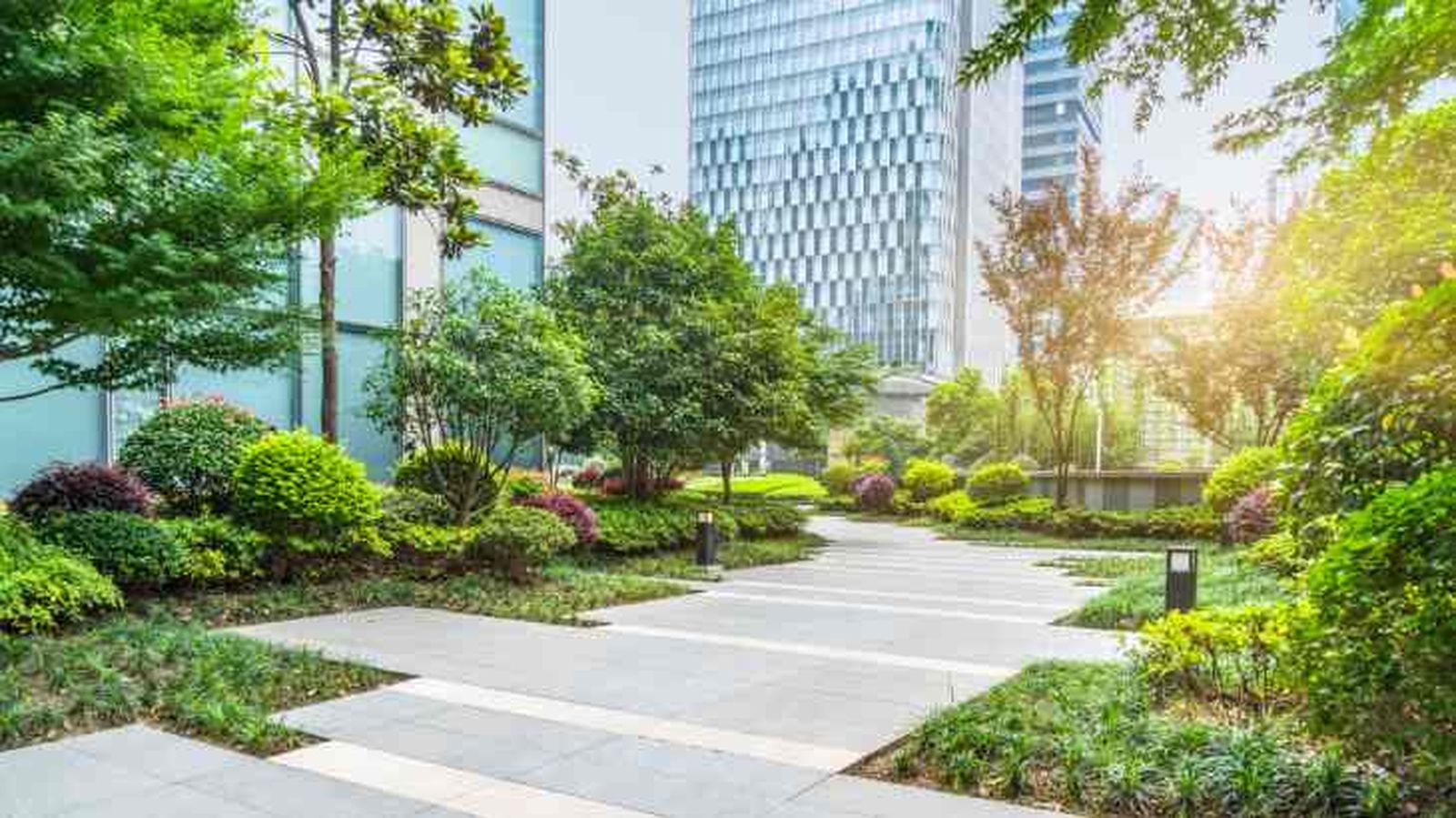 importancia de plantas en ciudades contra el cambio climatico importancia de plantas en ciudades contra el cambio climatico