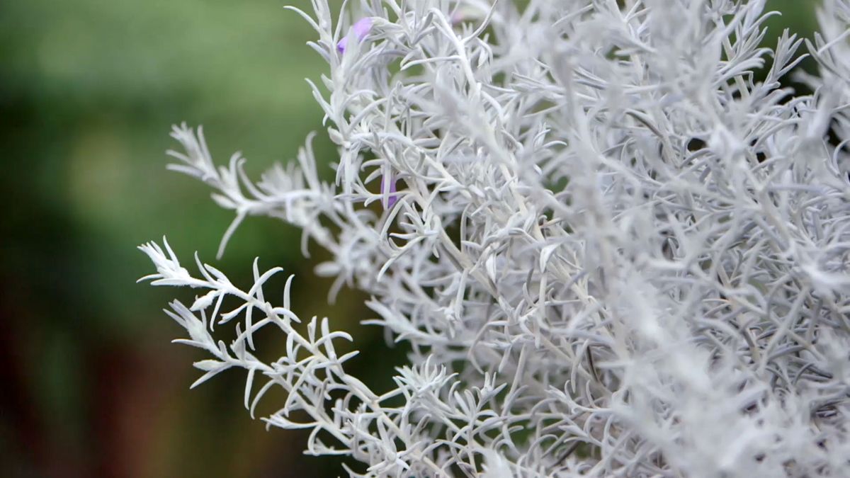 brico 951 3 eremophila nivea plantas follaje blanco caracteristicas