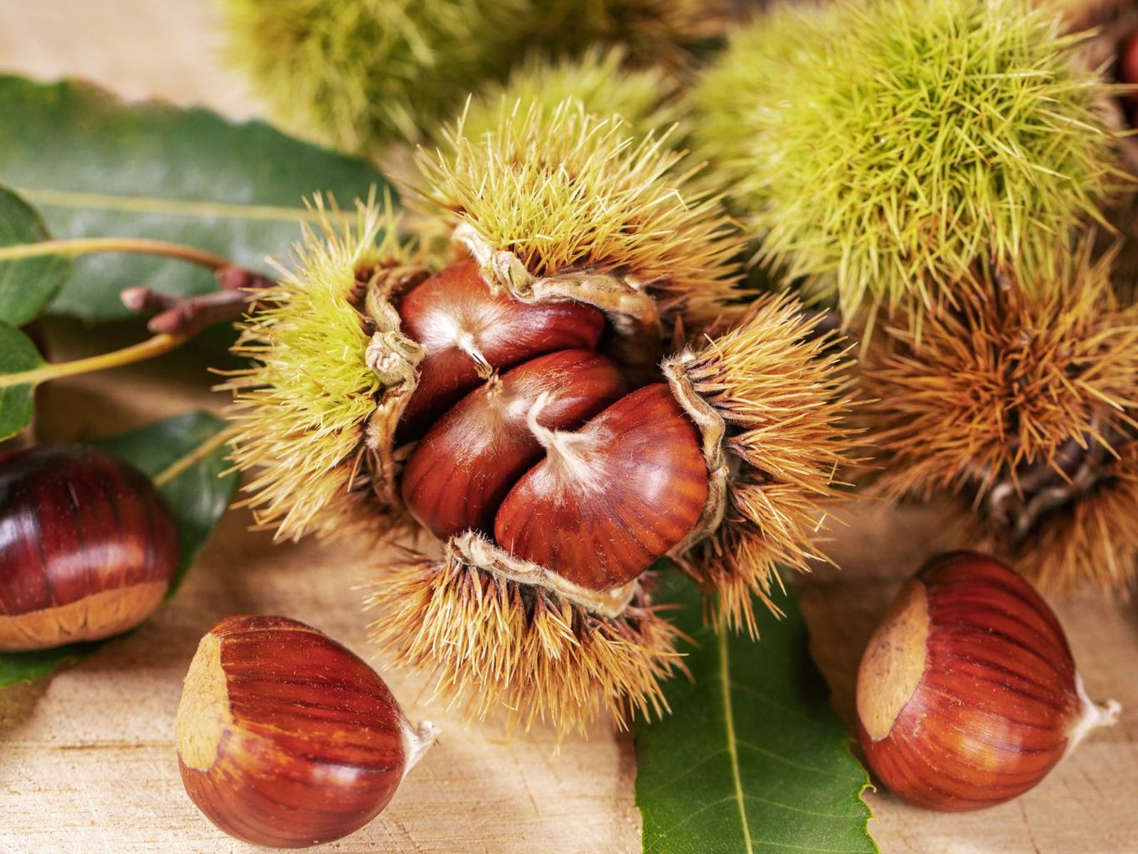 E España se cultivan distintas variedades de castaña, como la Pilonga o la Famosa