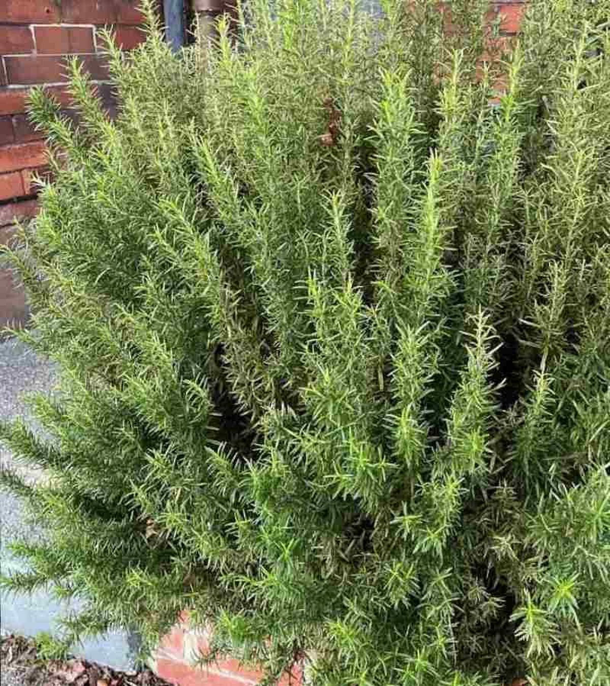 Controla el exceso de humedad en el romero