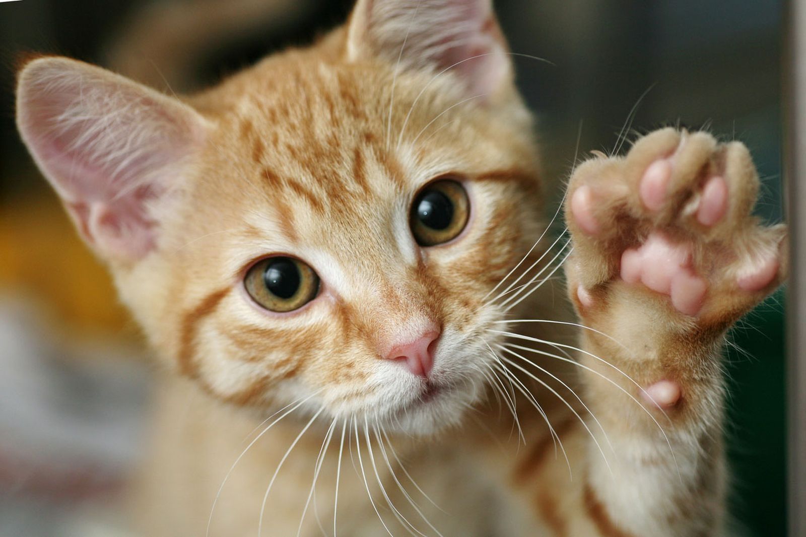 7 cosas que a tu gato no le gustan