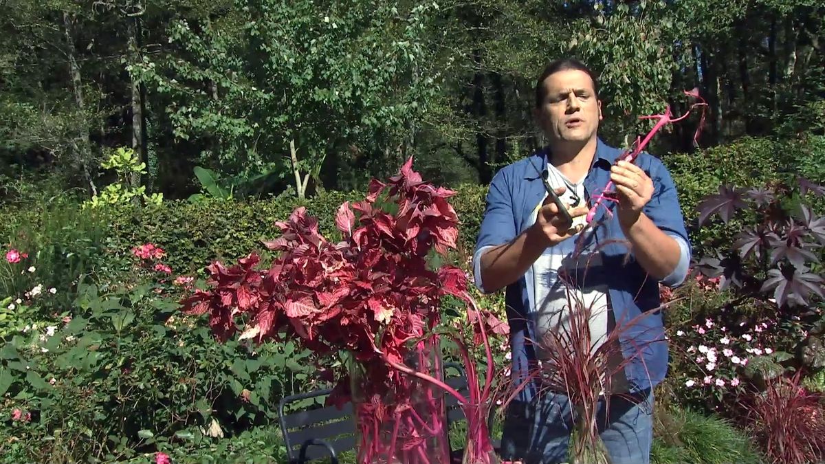 deko0706 jardin otono tonos rosas ardisia esqueje