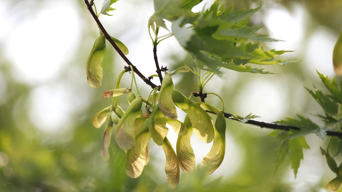 El viento es uno de los medios más antiguos y efectivos de dispersión