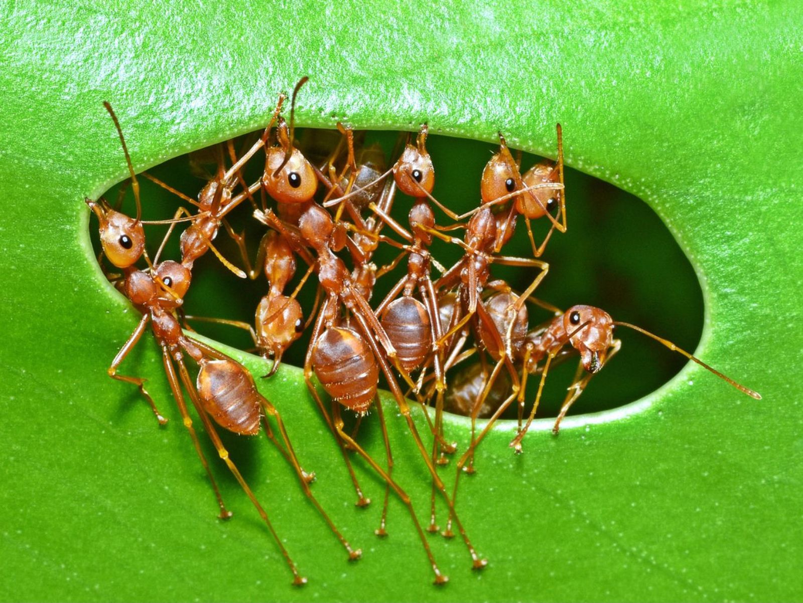 Hormigas. Hormigas.