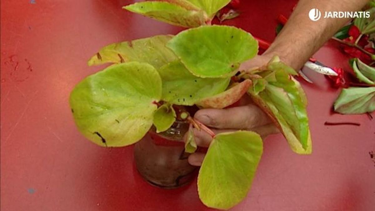 hojas amarillas esquejes begonias en agua brico 385