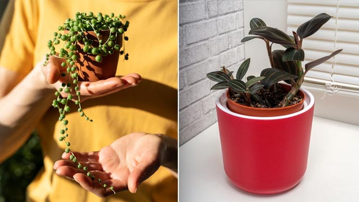 Senecio rowleyanus ludisia discolor planta pisos pequenos