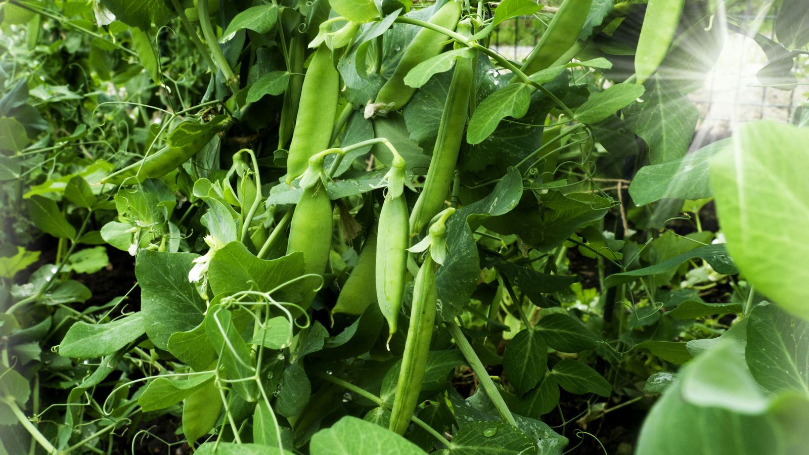 Los guisantes necesitan mucha agua para prosperar, aunque no mucha luz