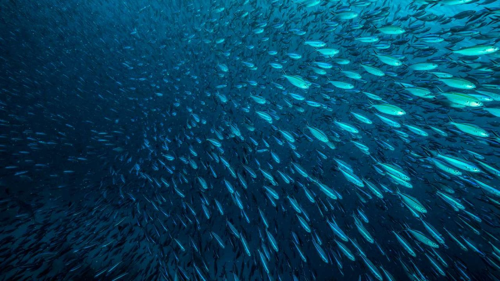 animales marinos
