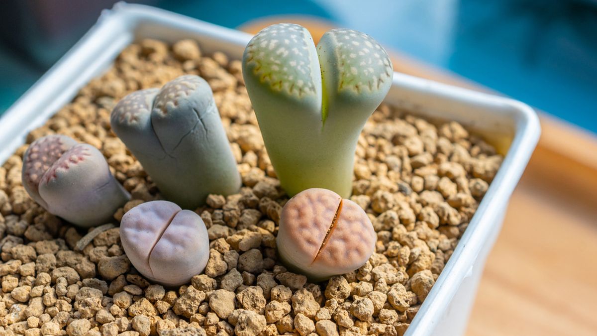 Lithops cactus piedra 2