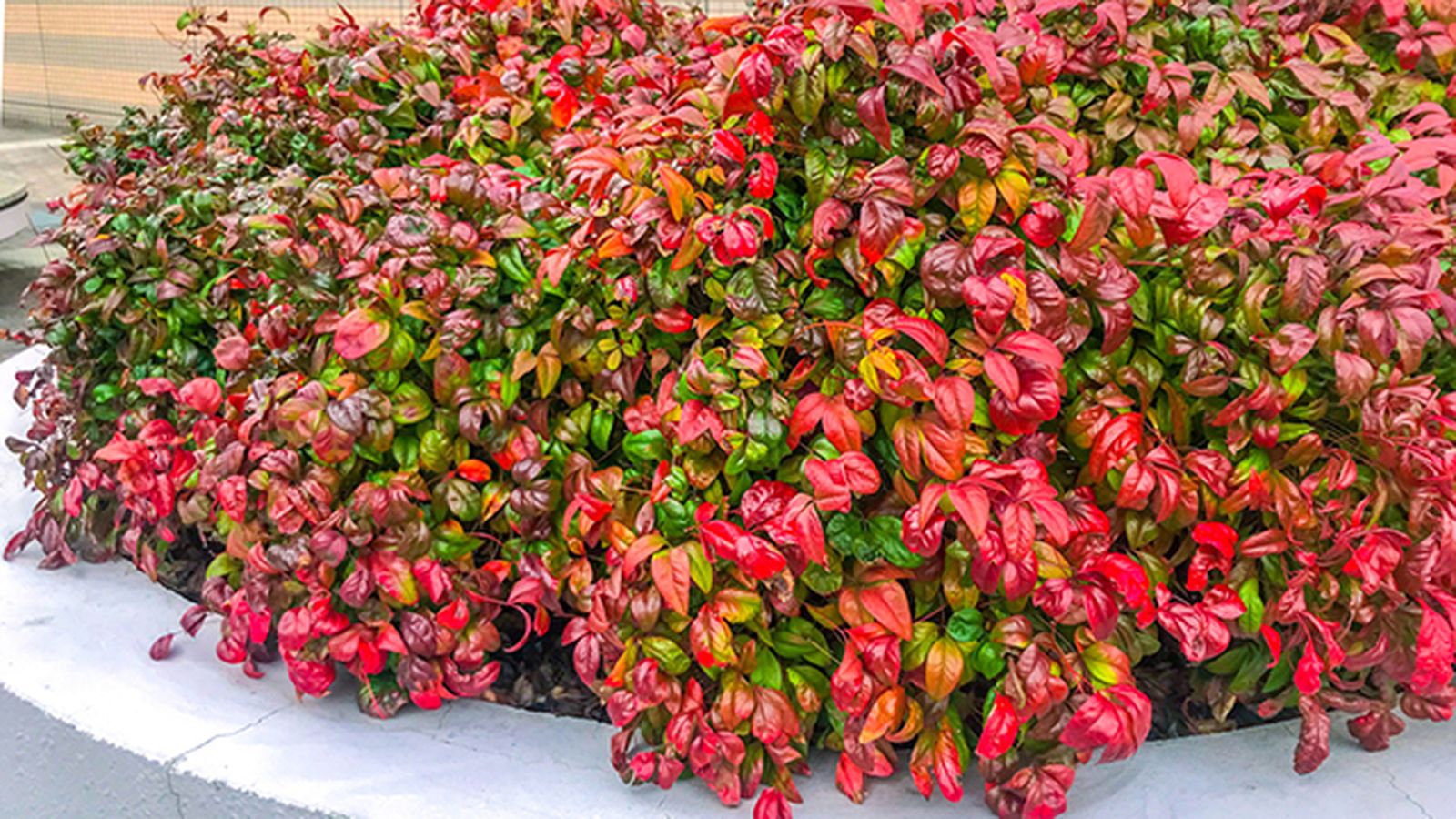arbusto nandina domestica arbusto nandina domestica