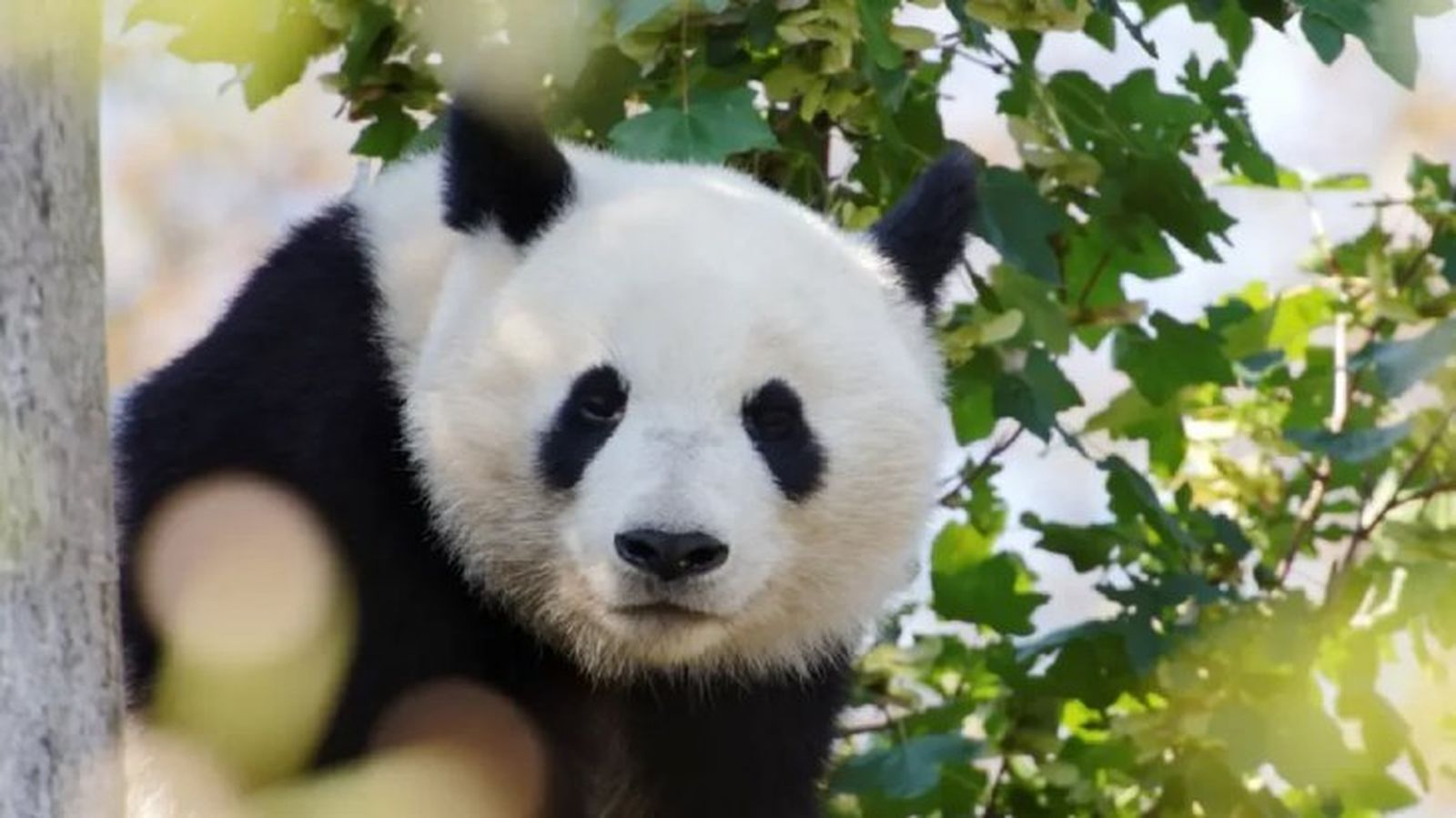 curiosidades del oso panda 4 curiosidades del oso panda 4