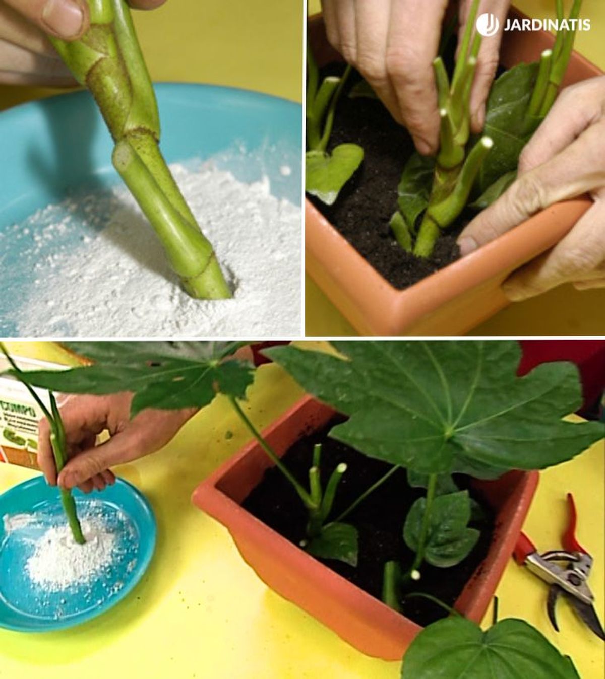 como reproducir aralia por esquejes brico 286