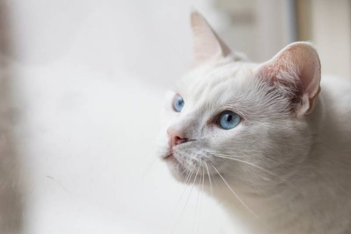 El punto fuerte de esta raza es su pelaje largo, sedoso y muy brillante.