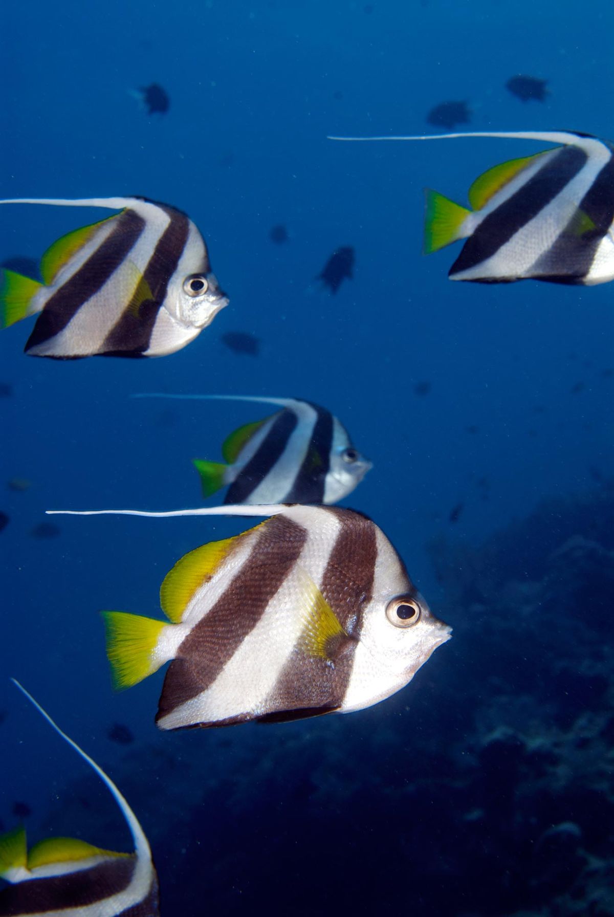 coral Heniochus acuminatus xl