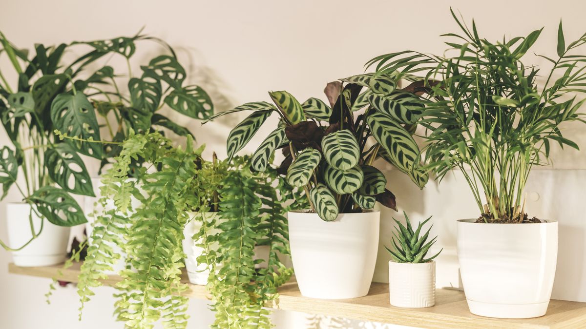 Las plantas tropicales o las de follaje abundante se benefician del agua de arroz