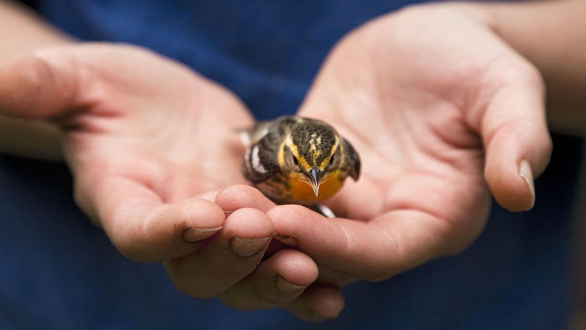 que hacer si encuentras un pajaro herido 1