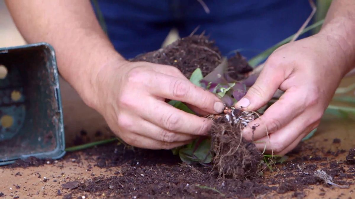 brico 924 3 barrabas oxalis bulbos