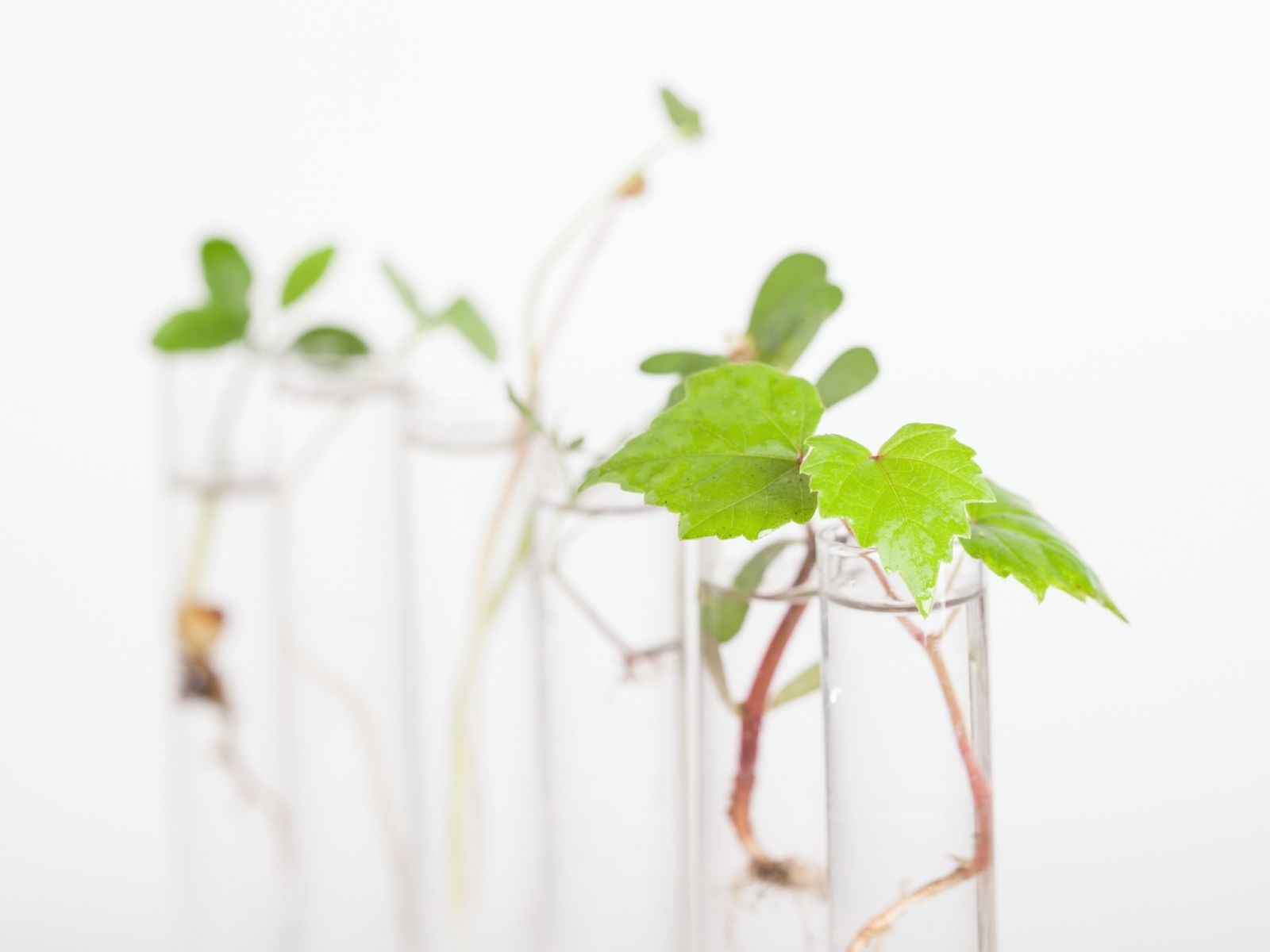 El trabajo supuso más de una década de pruebas y unas 100.000 plantas cultivadas en laboratorio El trabajo supuso más de una década de pruebas y unas 100.000 plantas cultivadas en laboratorio