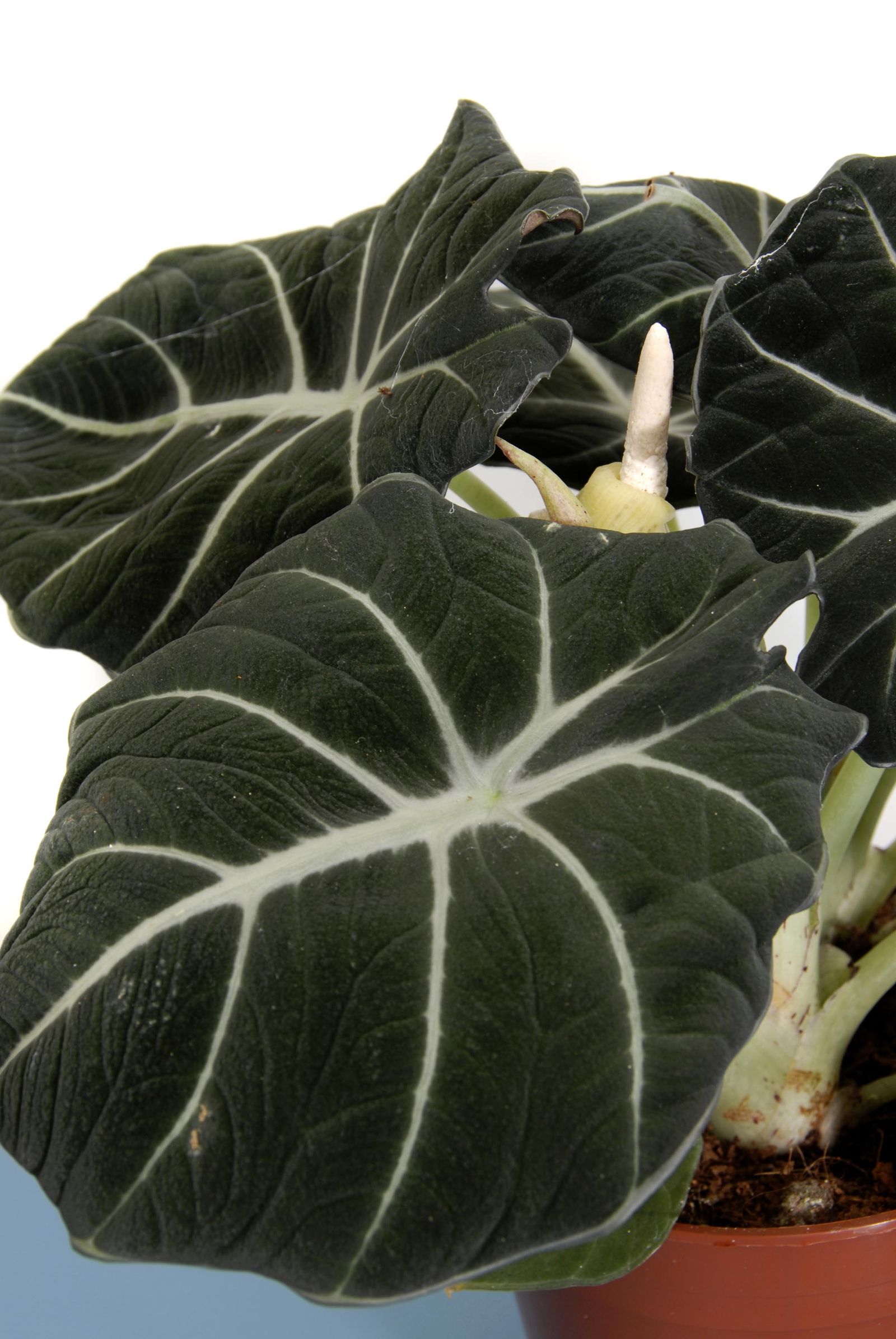 deko0218 plantas pequenas hojas grandes alocasia black velvet 02 deko0218 plantas pequenas hojas grandes alocasia black velvet 02