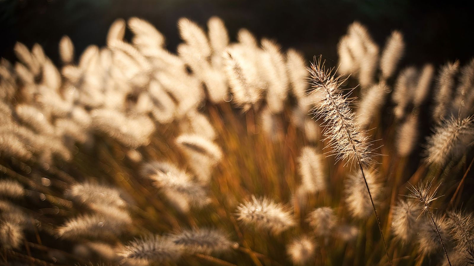 Pennisetum moudry