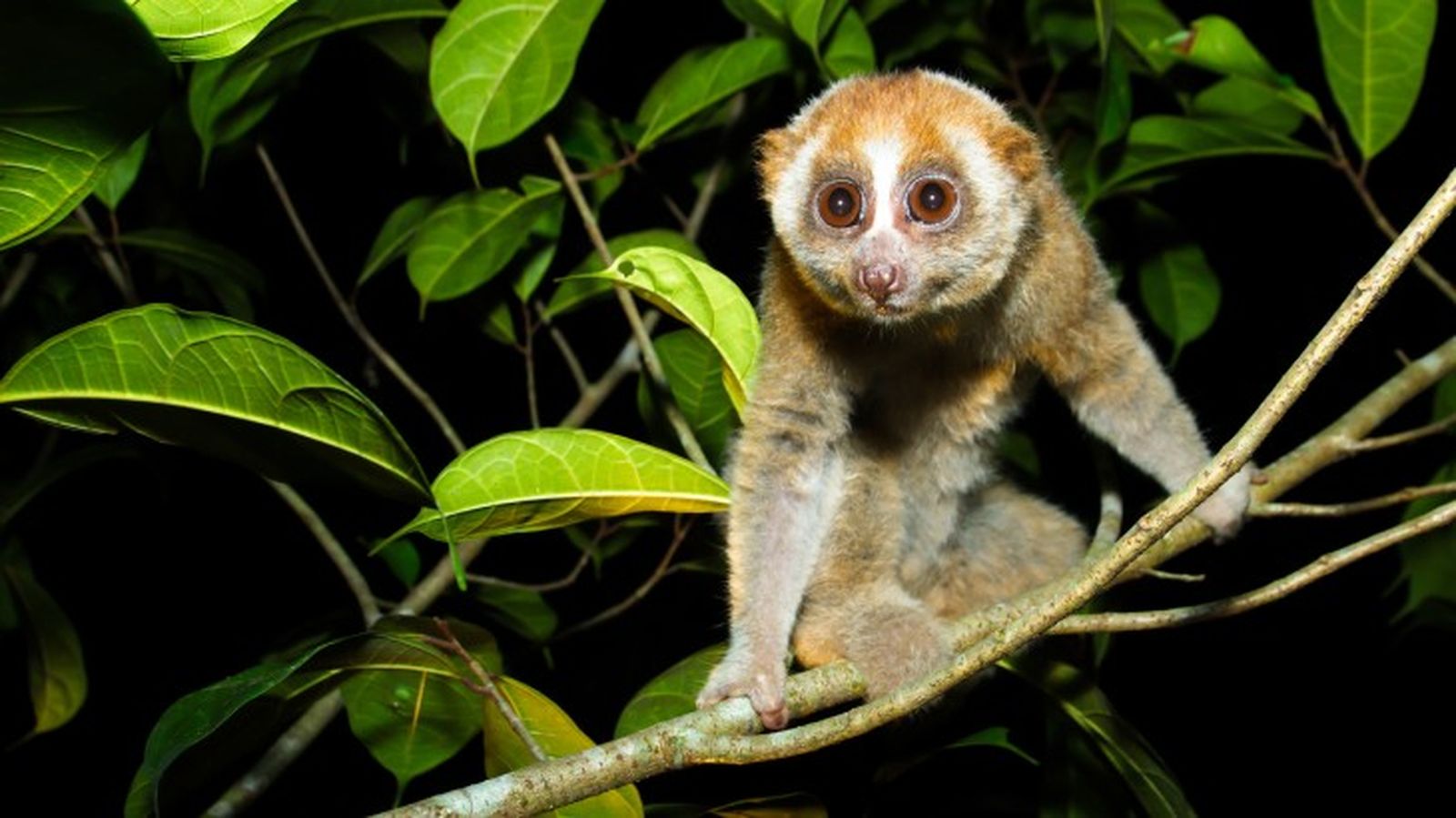mamiferos venenosos loris mamiferos venenosos loris