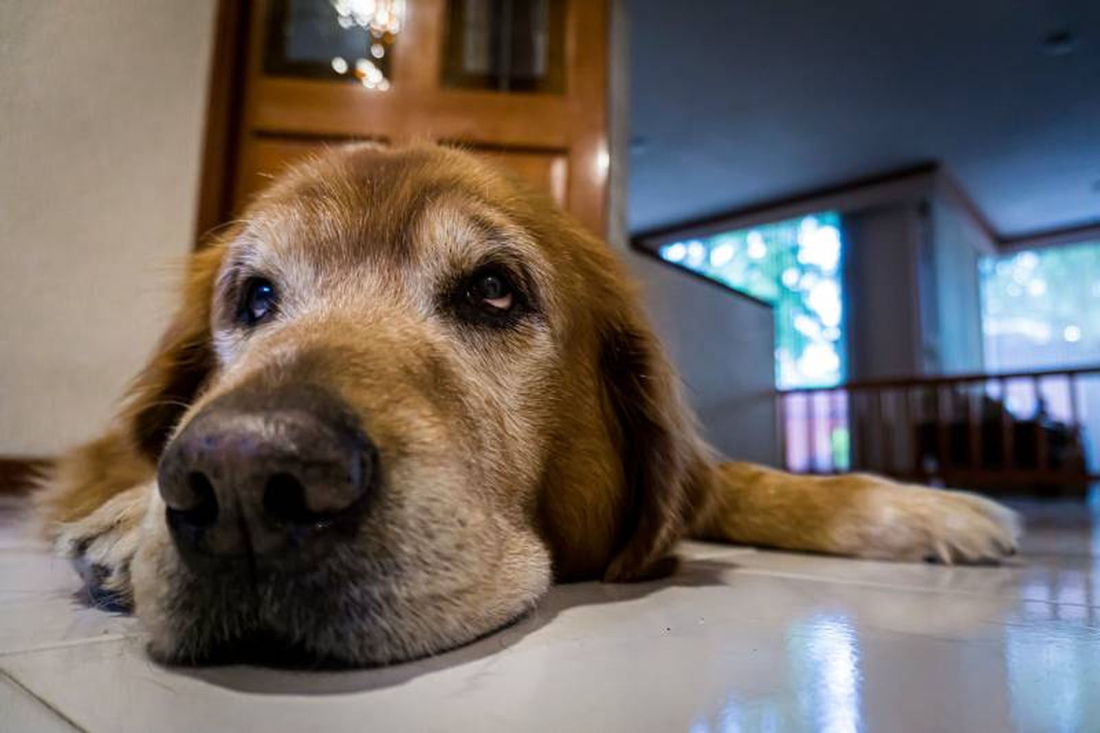 cuando podemos considera mayor perro estudio retriever cuando podemos considera mayor perro estudio retriever