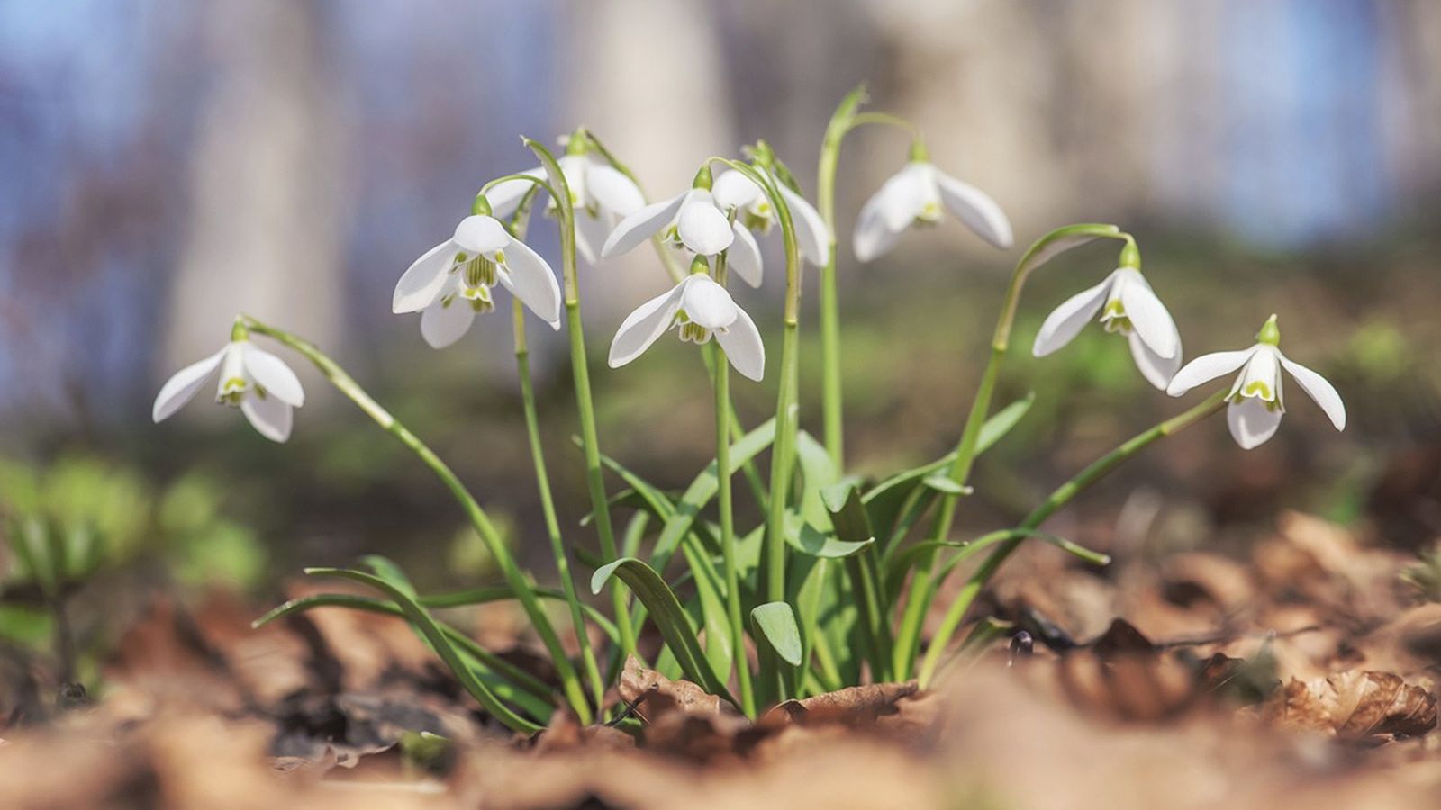 Campanillas de invierno o galanthus.