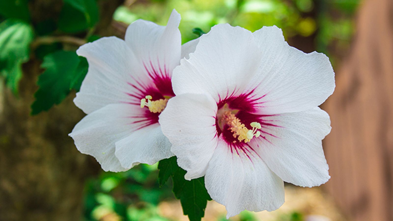 flor del hibisco color blanco y rosa flor del hibisco color blanco y rosa