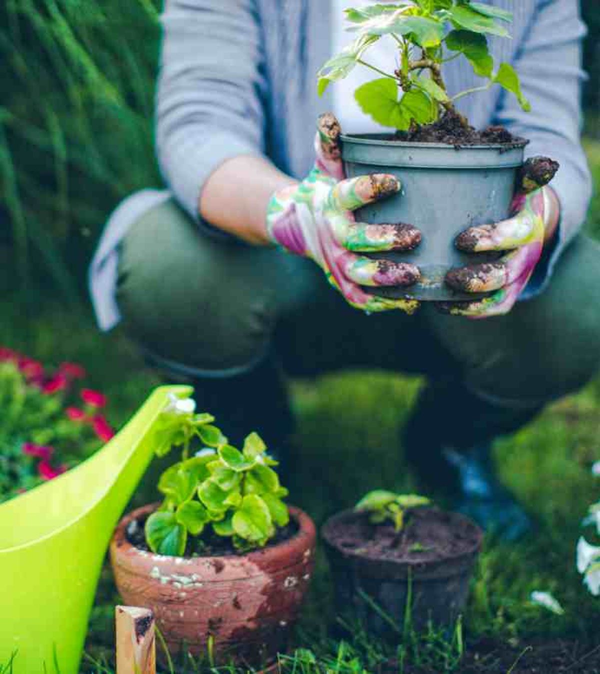 control de riego evitar la roya en plantas