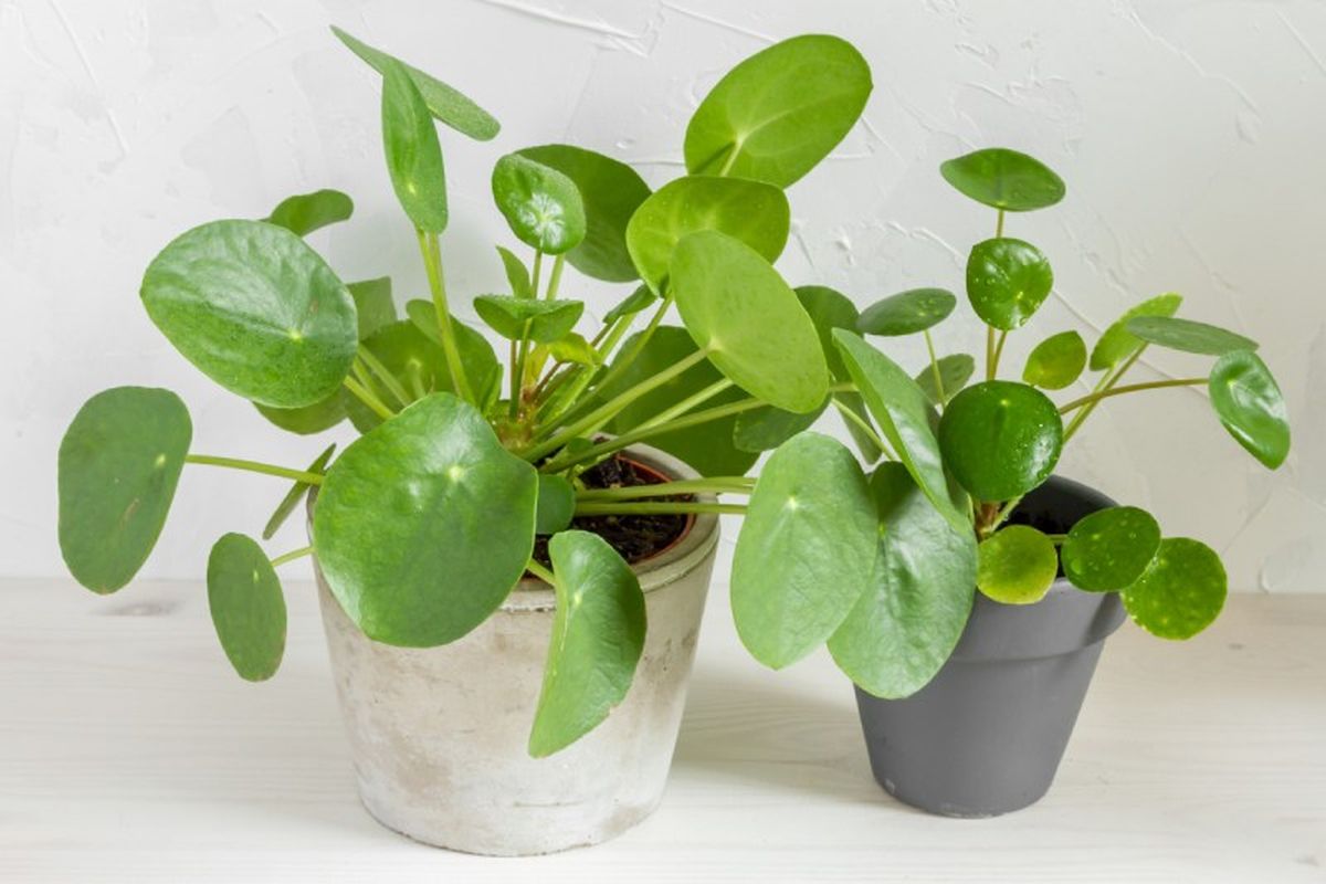 Pilea peperomioides.