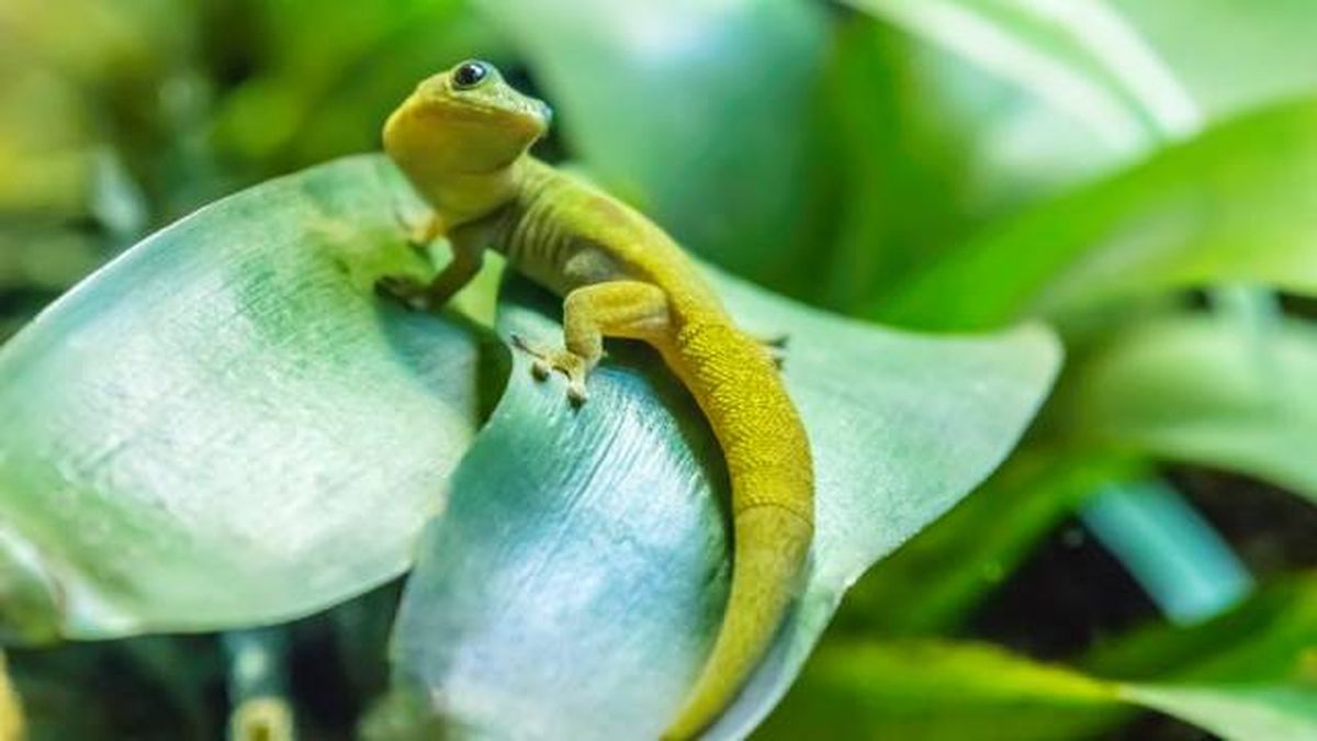 gecko (1)
