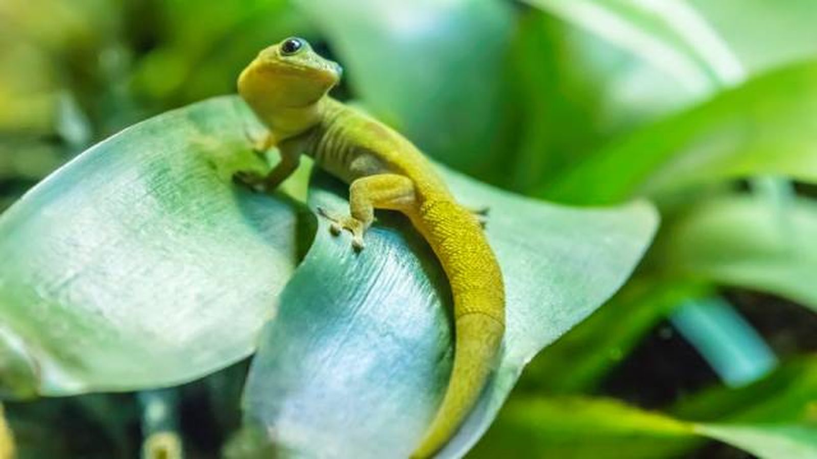 gecko (1) gecko (1)