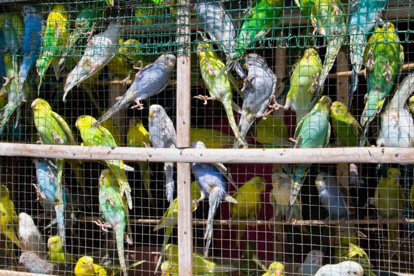Para albergar una gran variedad de especies los aviarios de gran tamaño son ideales. Para albergar una gran variedad de especies los aviarios de gran tamaño son ideales.