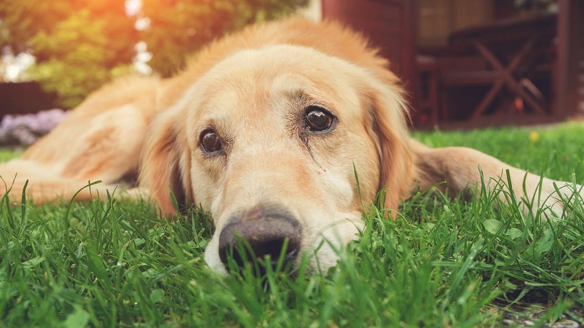 trastornos emocionales perros 2