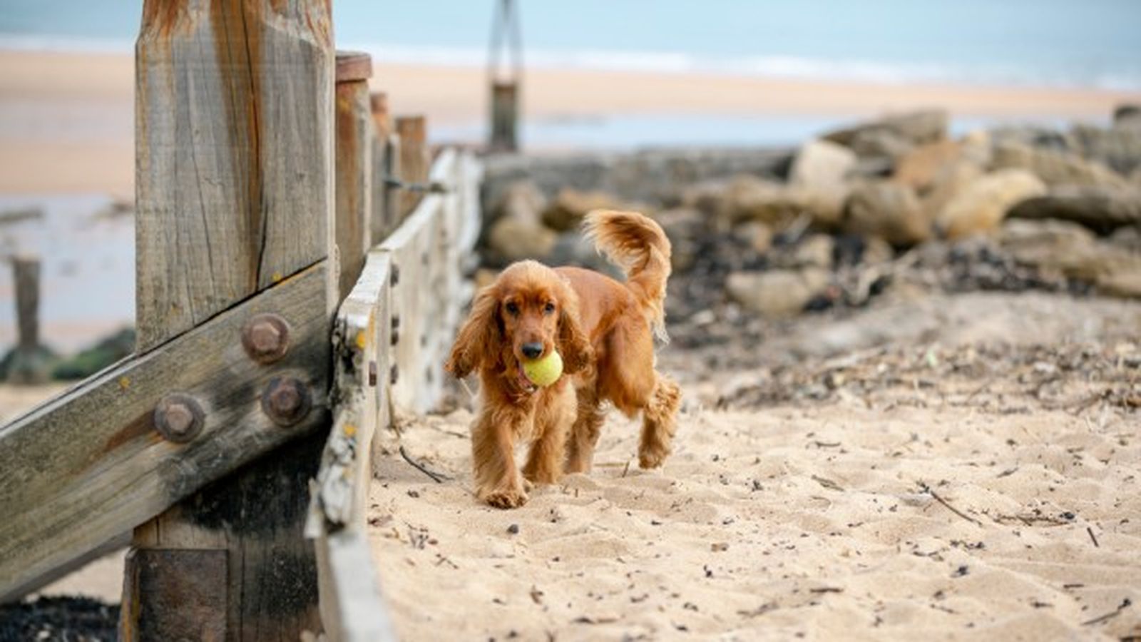 cocker spaniel 11 cocker spaniel 11