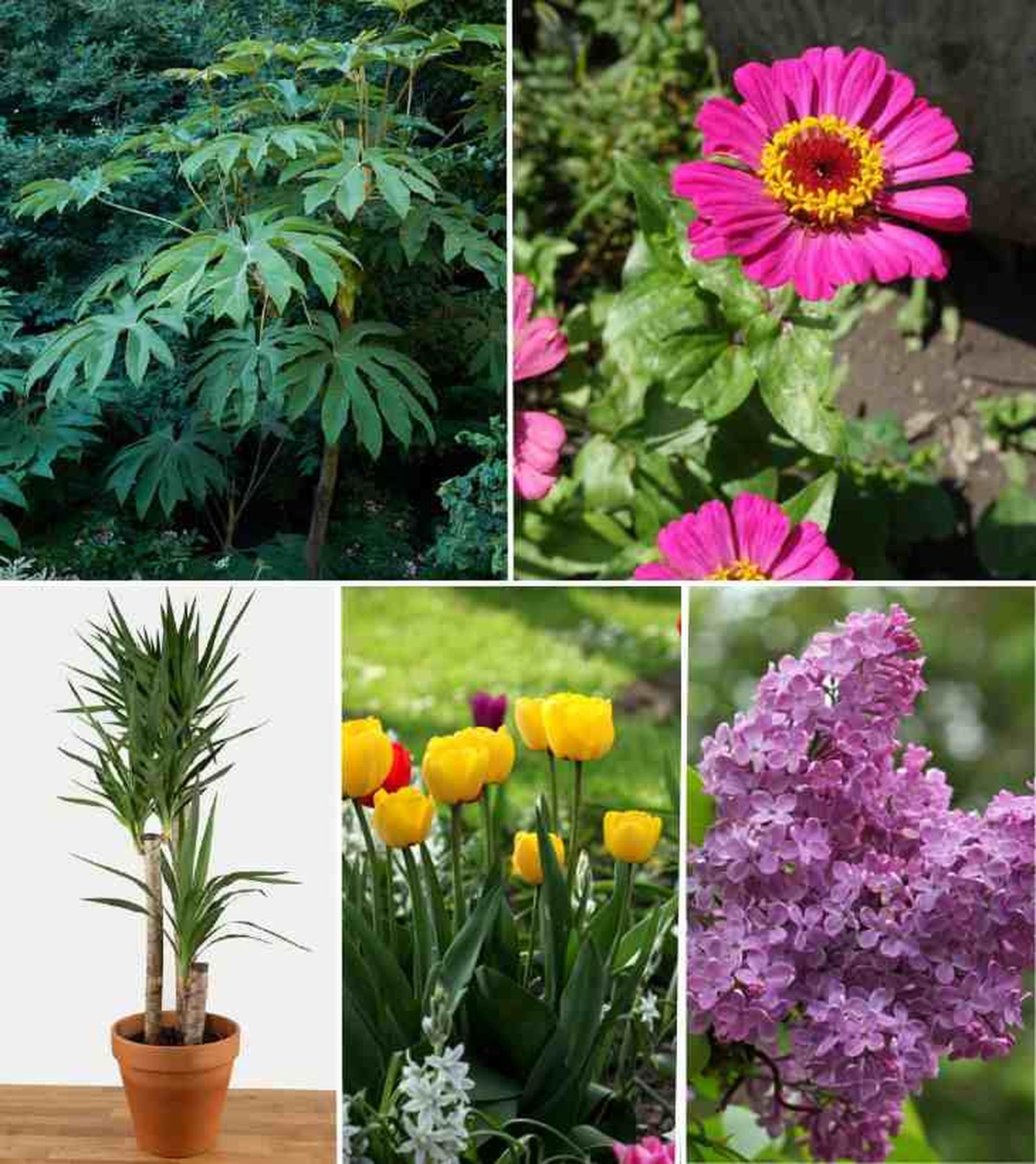 De izq. a drcha.: tetrapanax, zinnia, yuca, tulipán y syringa De izq. a drcha.: tetrapanax, zinnia, yuca, tulipán y syringa