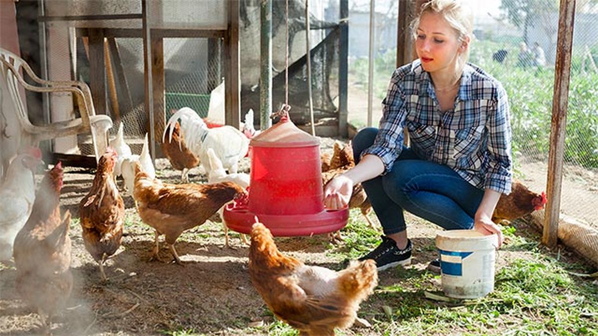 complementos ideales gallinero perfecto 1 gallinas
