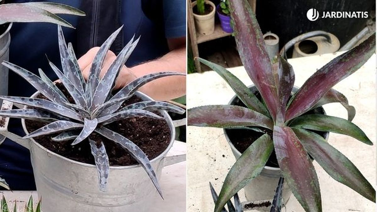 variedades de mangaves jardinatis 23 35