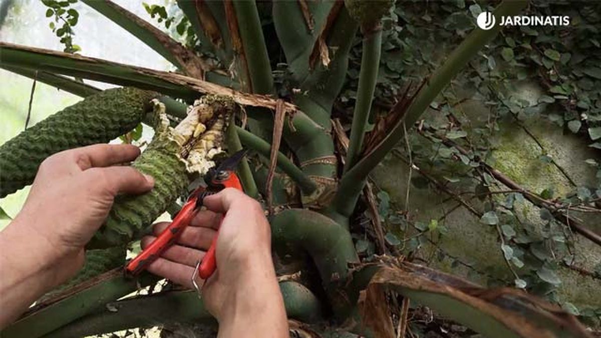 cuando cosechar fruto costilla de adan jardinatis 22 16