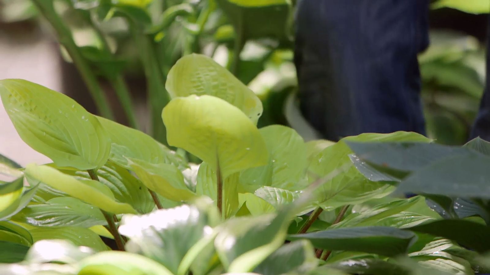 brico 0913 3 variedades hostas hermosas hosta tallo rojo brico 0913 3 variedades hostas hermosas hosta tallo rojo