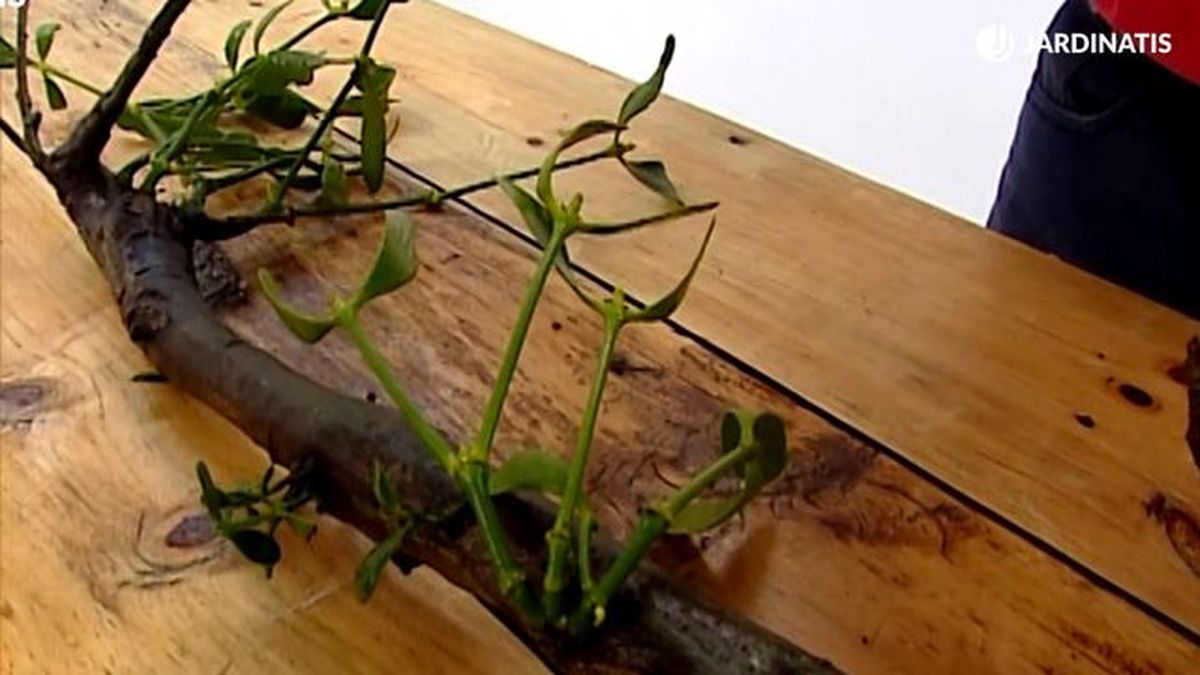 caracteristicas planta muerdago brico 192