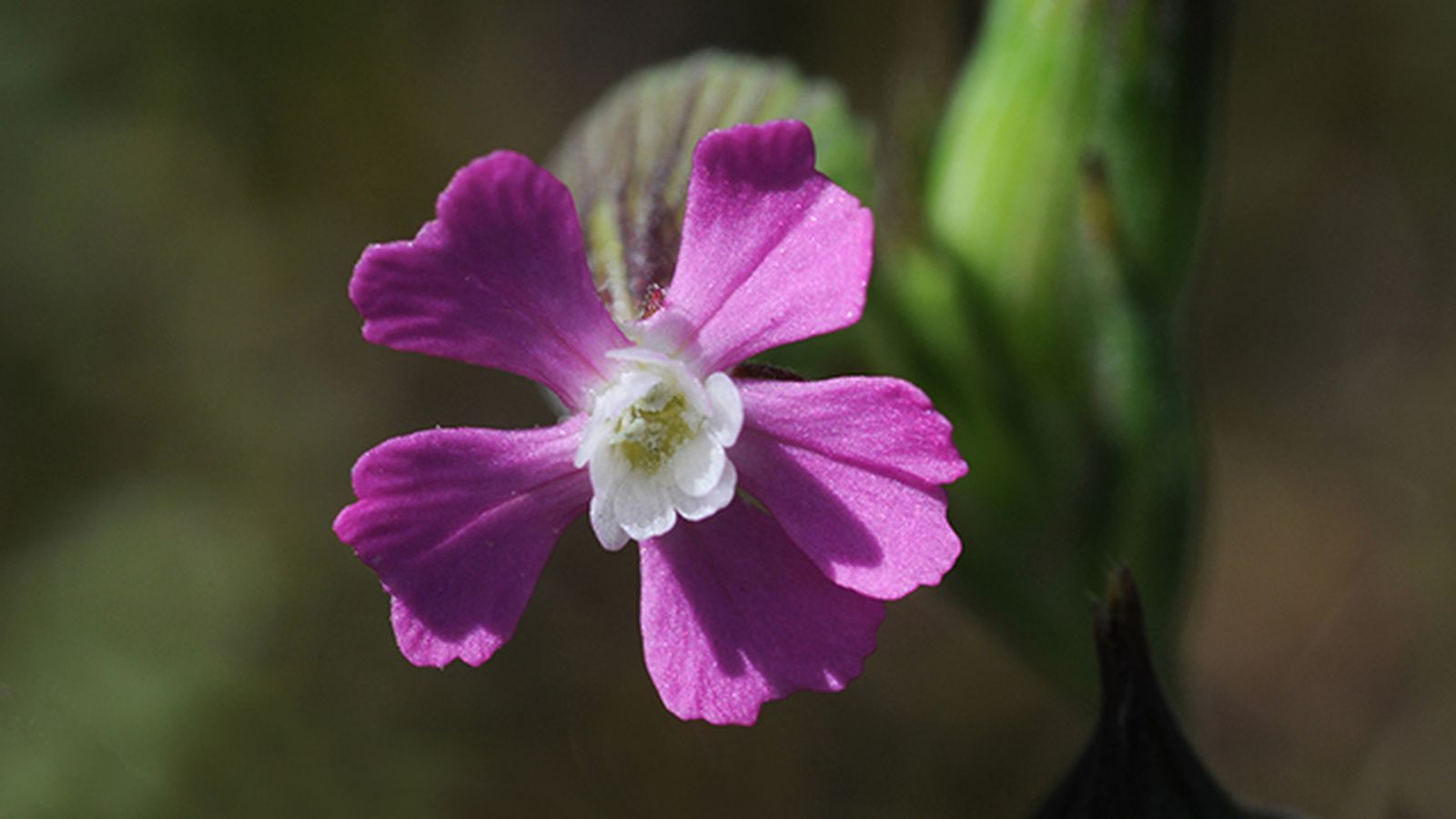 flor silene conica